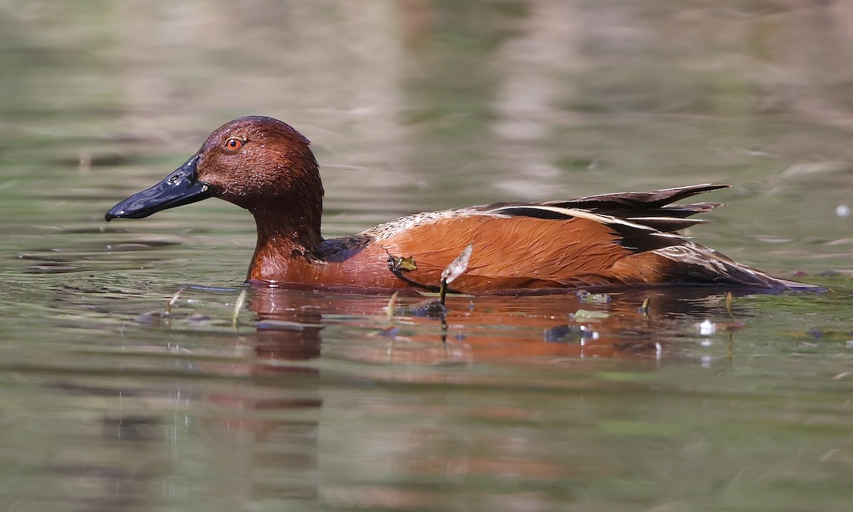 Cinnamon Teal - ML657508854