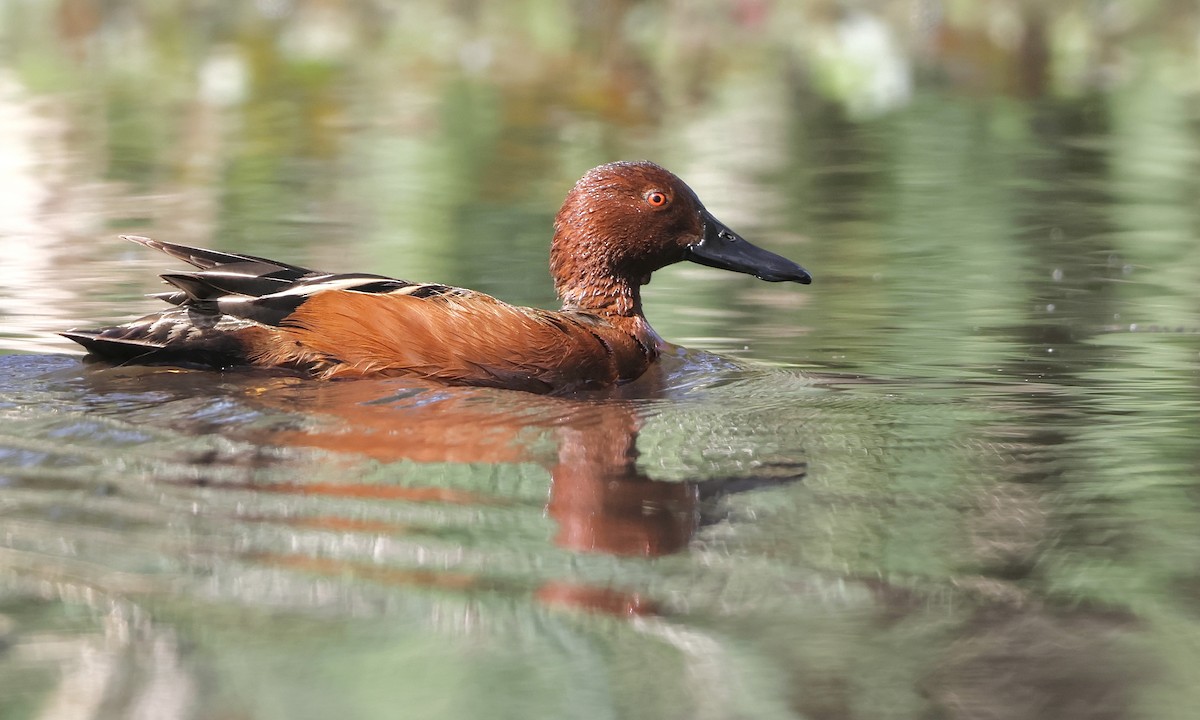 Cinnamon Teal - ML657508855