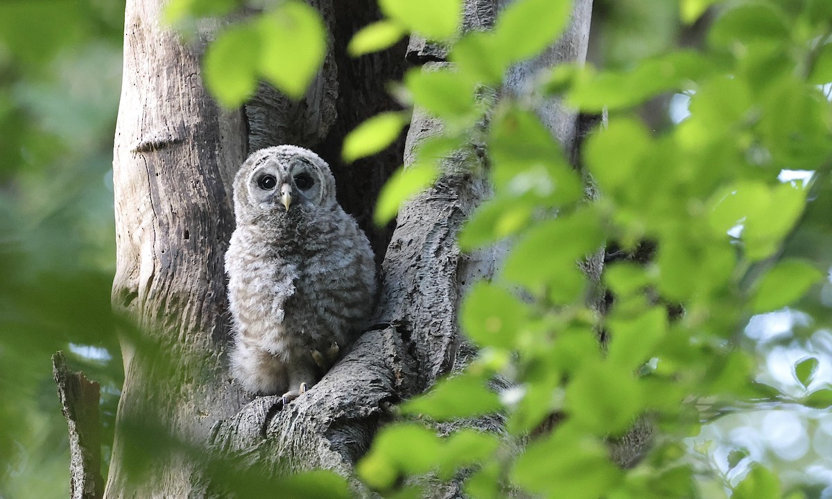 Barred Owl - ML657508887