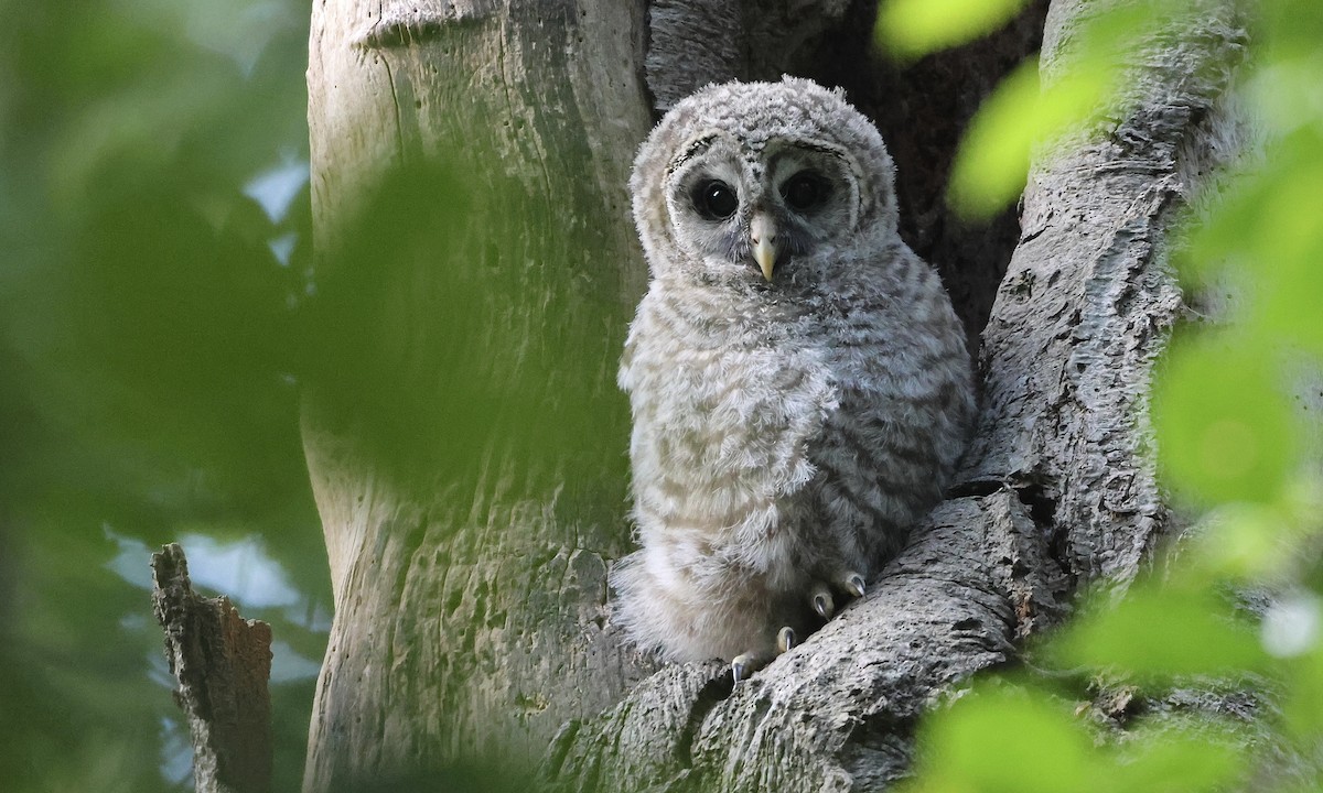 Barred Owl - ML657508888