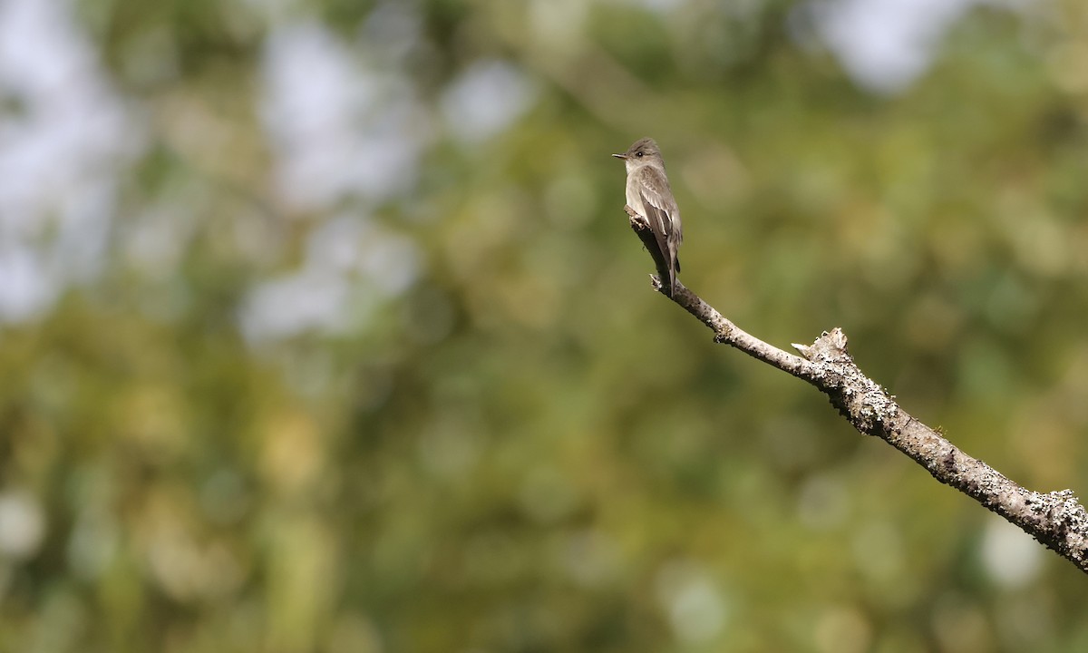Western Wood-Pewee - ML657508895