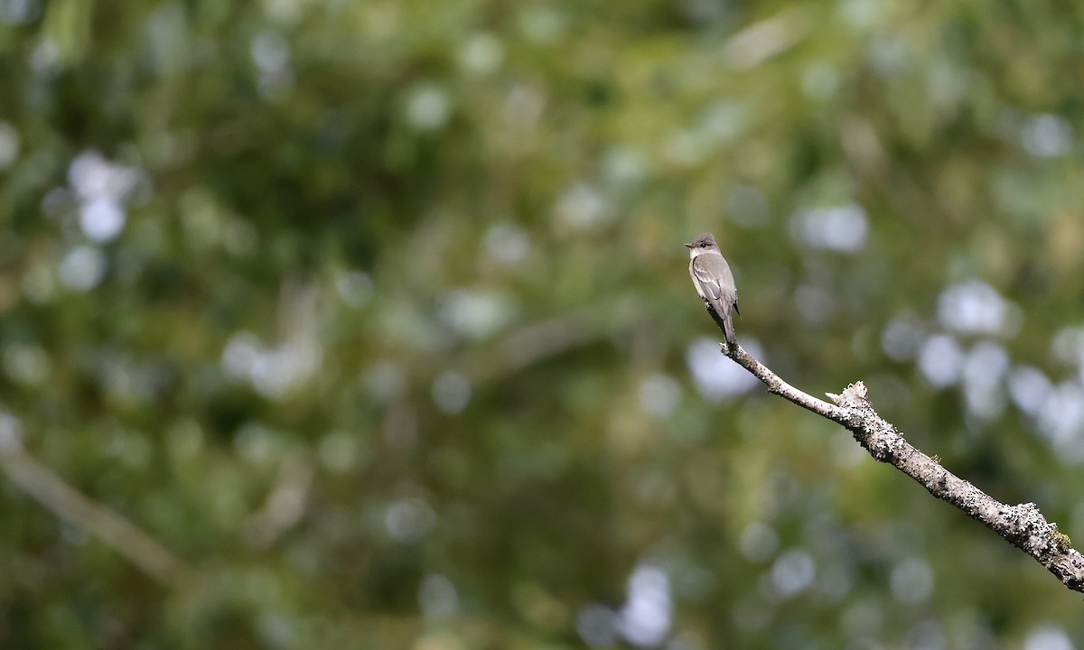 Western Wood-Pewee - ML657508896
