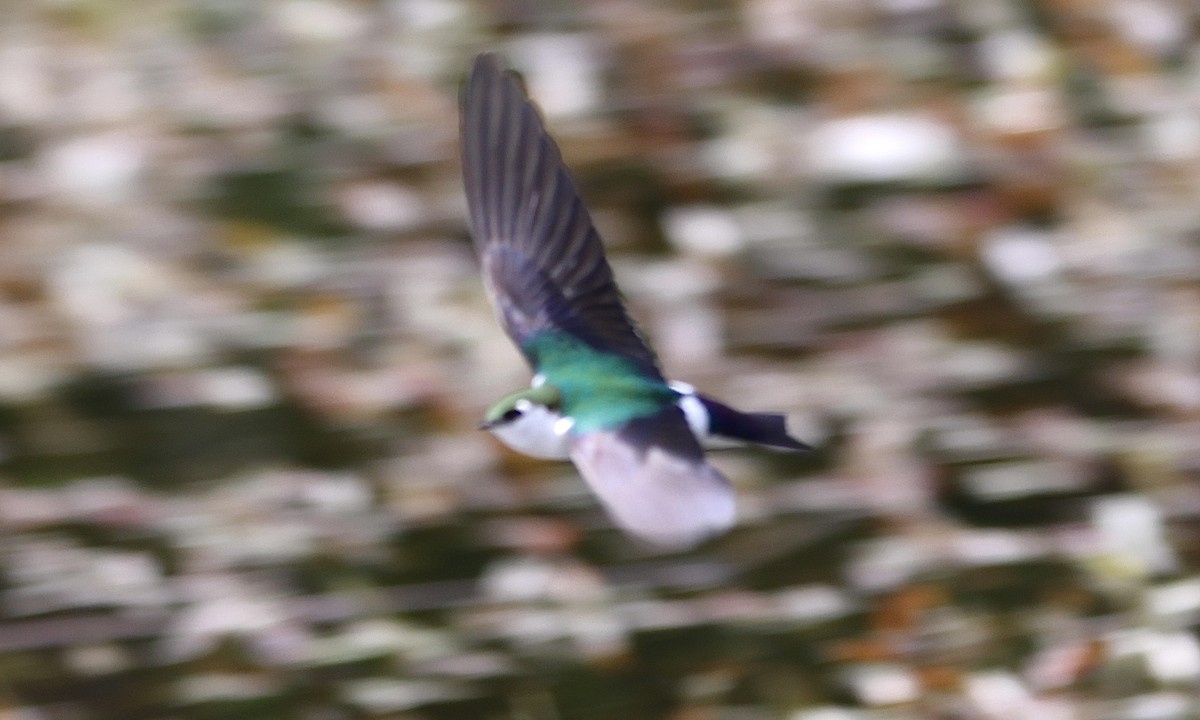 Violet-green Swallow - ML657508927