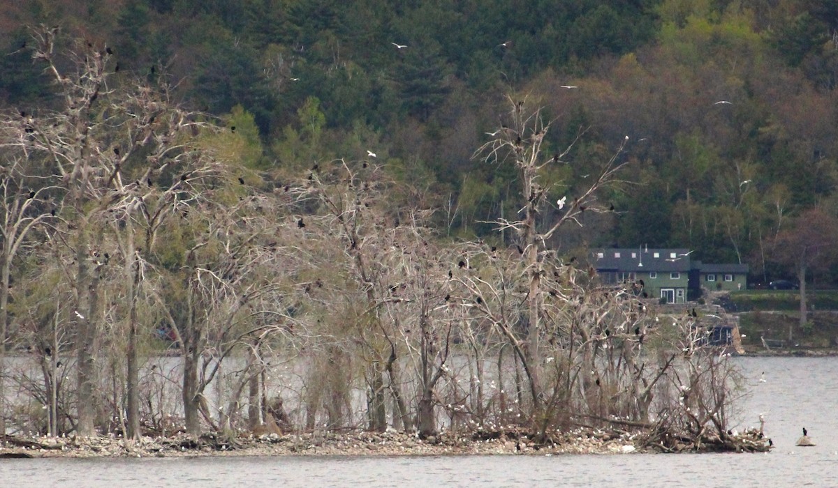 Double-crested Cormorant - ML657508935