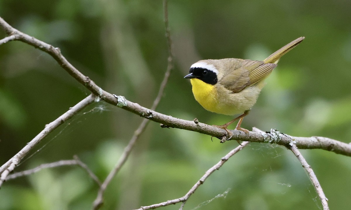Common Yellowthroat - ML657508948