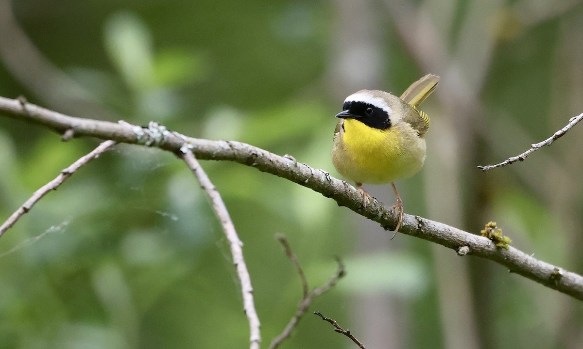 Common Yellowthroat - ML657508949