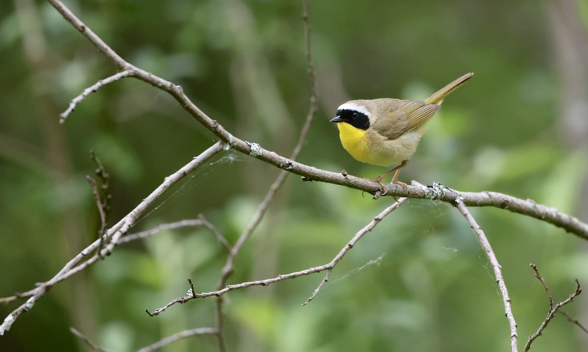 Common Yellowthroat - ML657508950