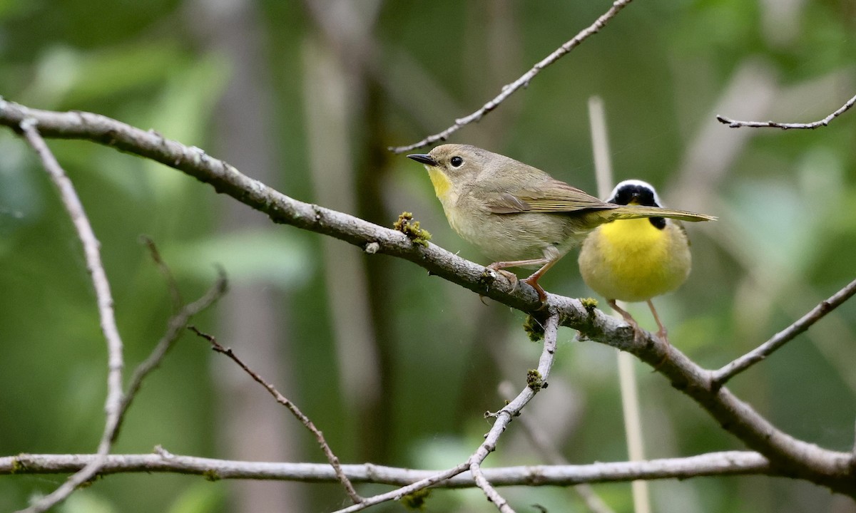 Common Yellowthroat - ML657508951