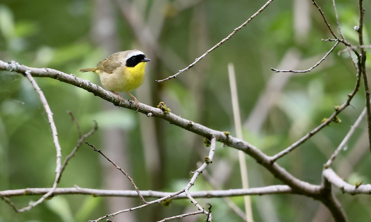 Common Yellowthroat - ML657508952