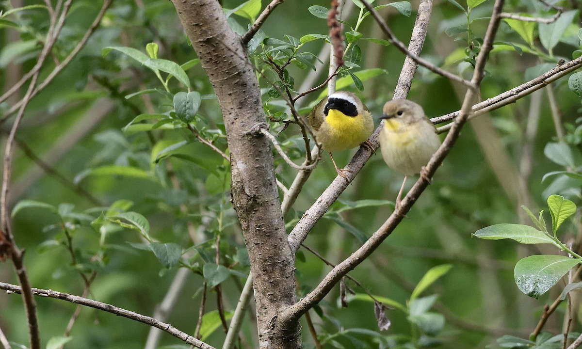 Common Yellowthroat - ML657508953