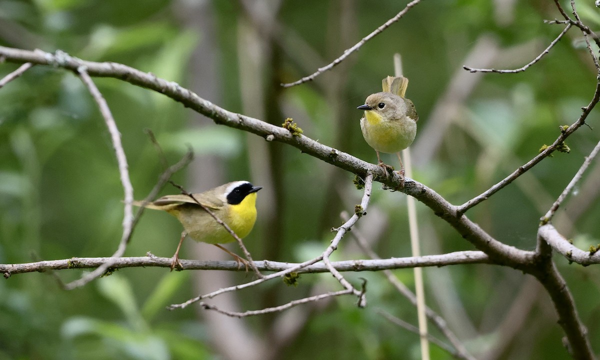 Common Yellowthroat - ML657508960