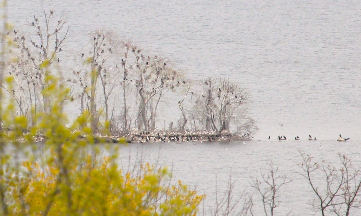 Double-crested Cormorant - ML657509025