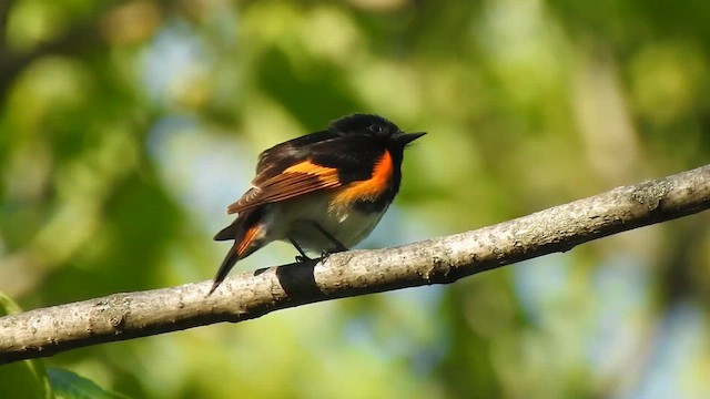 American Redstart - ML657509160