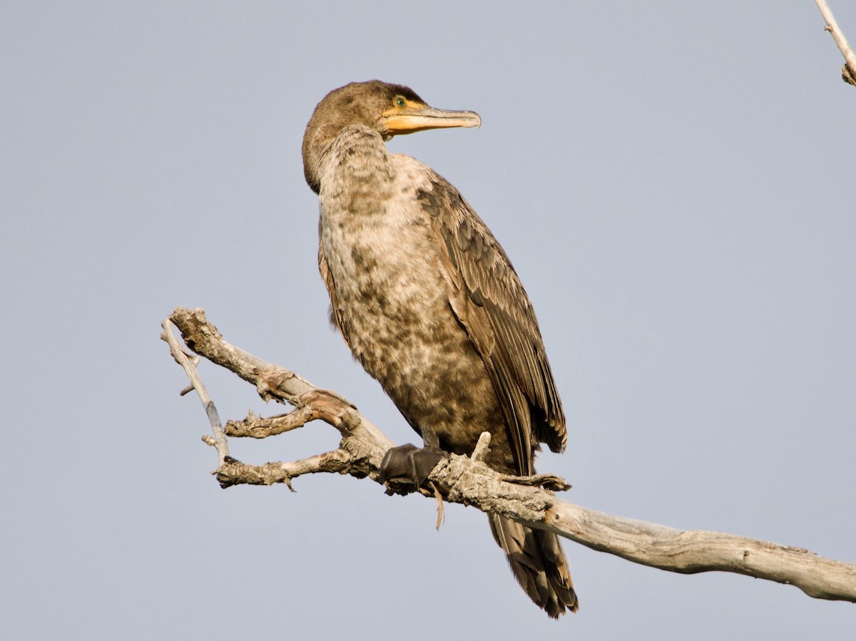 Double-crested Cormorant - ML657509259