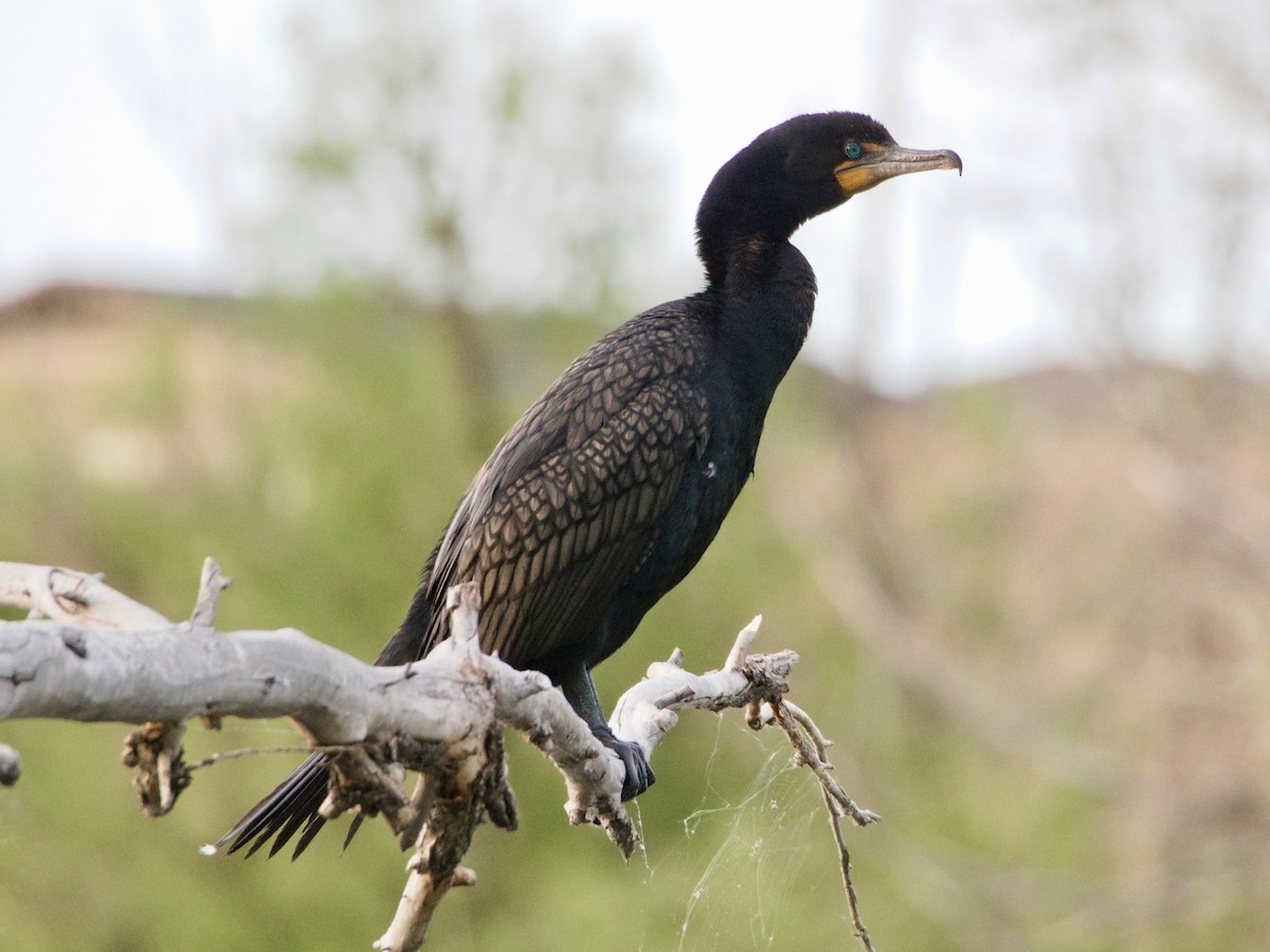 Double-crested Cormorant - ML657509260
