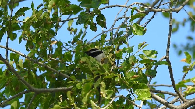 Golden-winged Warbler - ML657509392