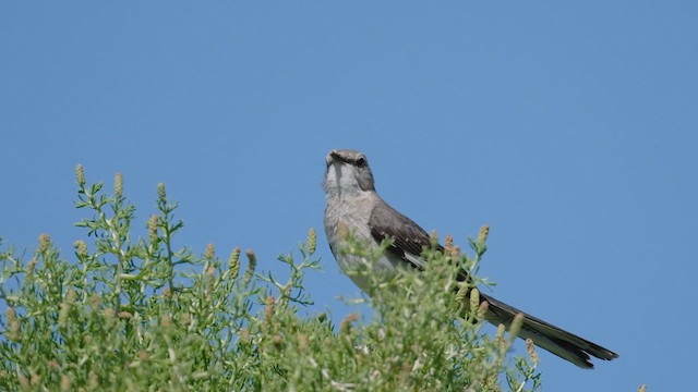 Northern Mockingbird - ML657509449