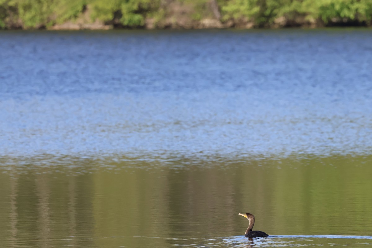 Double-crested Cormorant - ML657509481