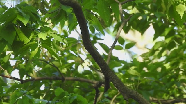 Blackpoll Warbler - ML657509543