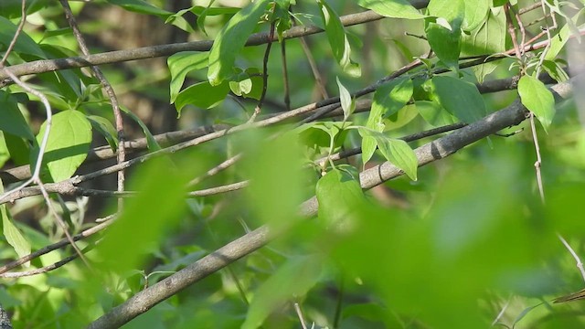 Mourning Warbler - ML657509558