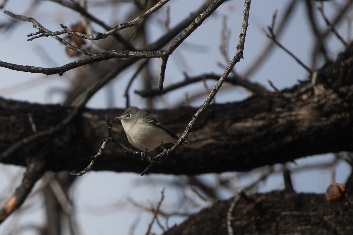 Plumbeous Vireo - ML657509577