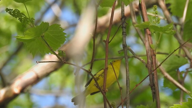 Wilson's Warbler - ML657509631
