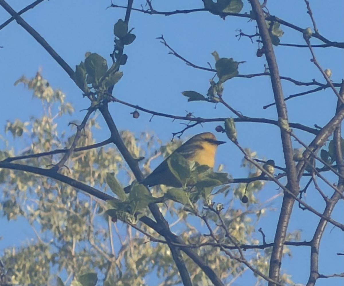 Blue-winged Warbler - ML657509657