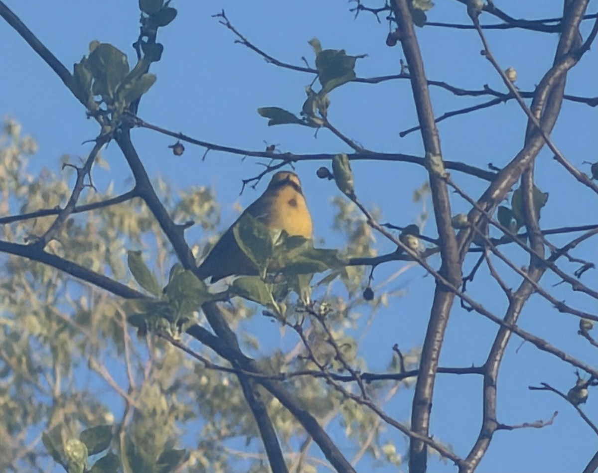 Blue-winged Warbler - ML657509658