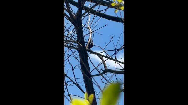Eastern Towhee - ML657509800