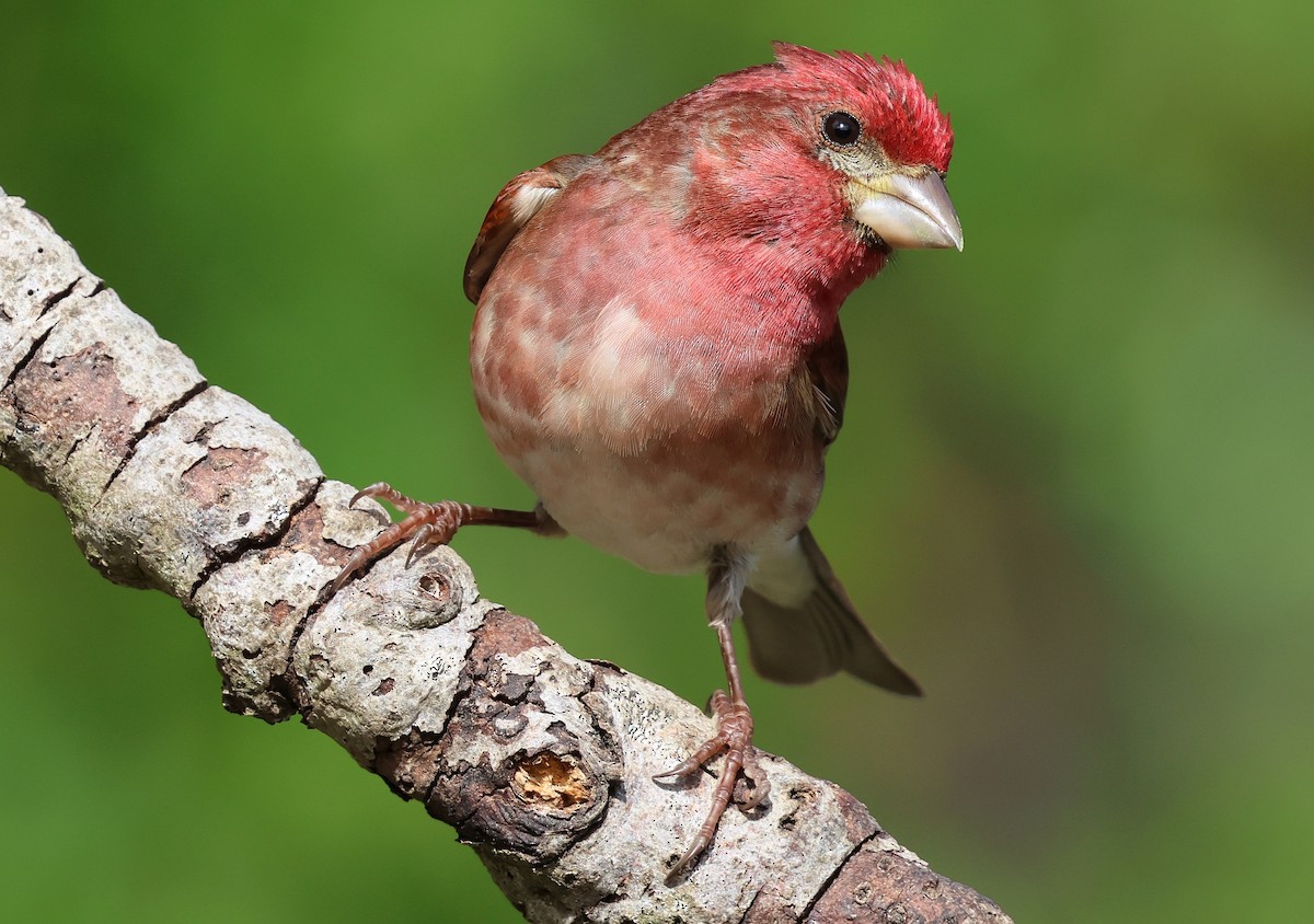 Purple Finch - ML657509879