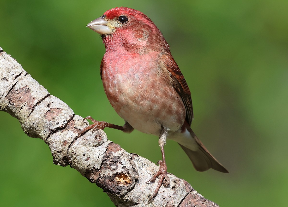 Purple Finch - ML657509958