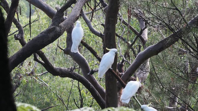 葵花鳳頭鸚鵡 - ML657510026