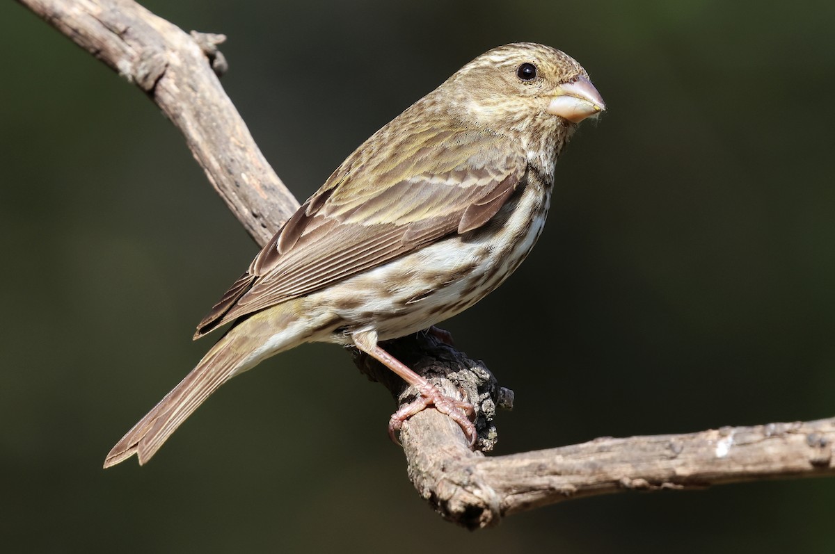 Purple Finch - ML657510028