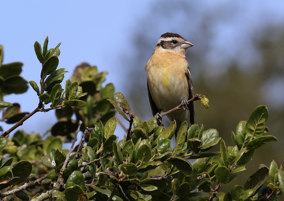 Black-headed Grosbeak - ML657510106