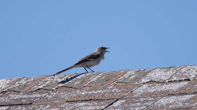 Northern Mockingbird - ML657510120