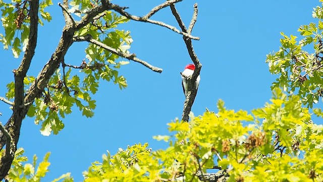 Red-headed Woodpecker - ML657510131