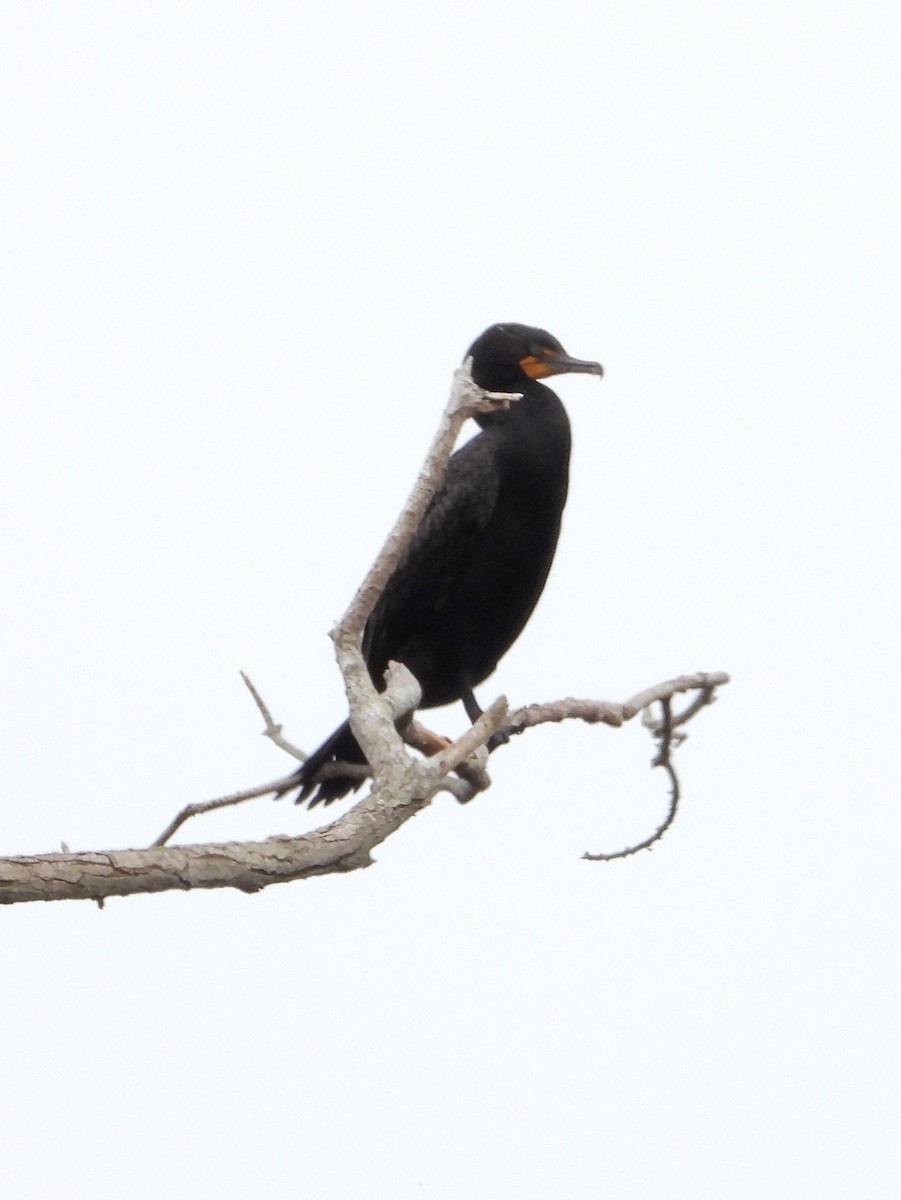 Double-crested Cormorant - ML657510144