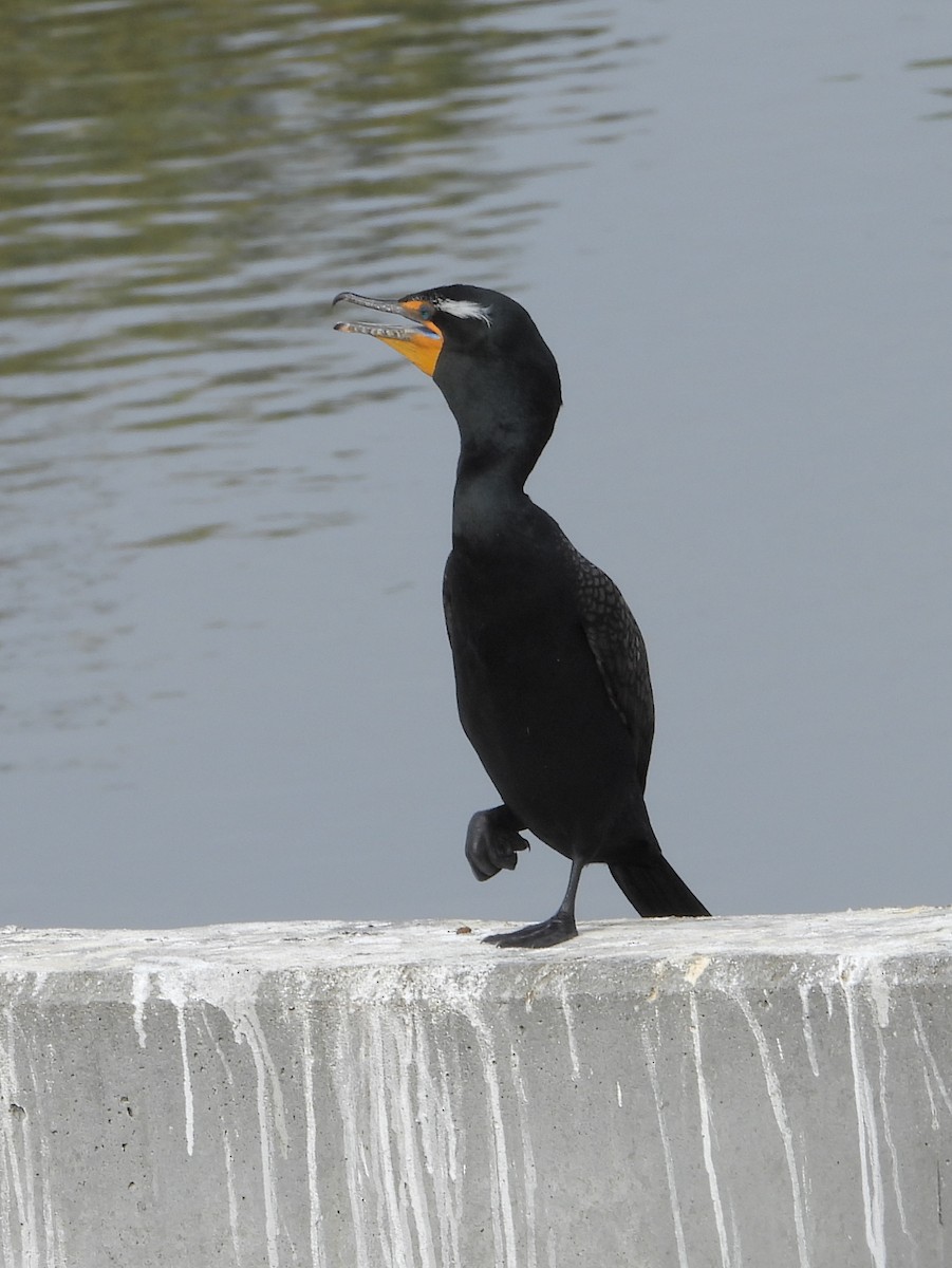 Double-crested Cormorant - ML657510145