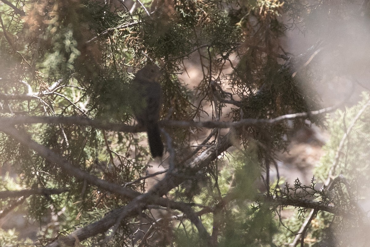 Canyon Towhee - ML657510177