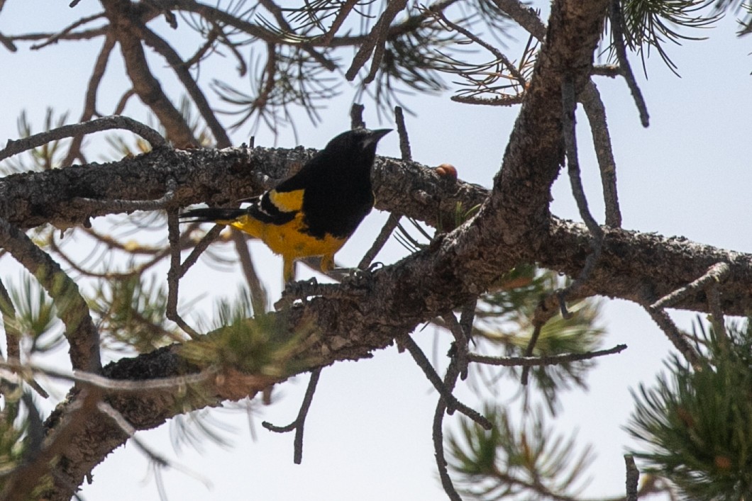 Scott's Oriole - ML657510180