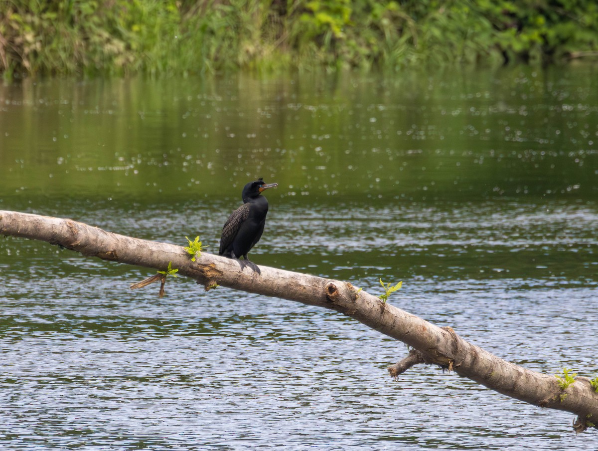 Double-crested Cormorant - ML657510219