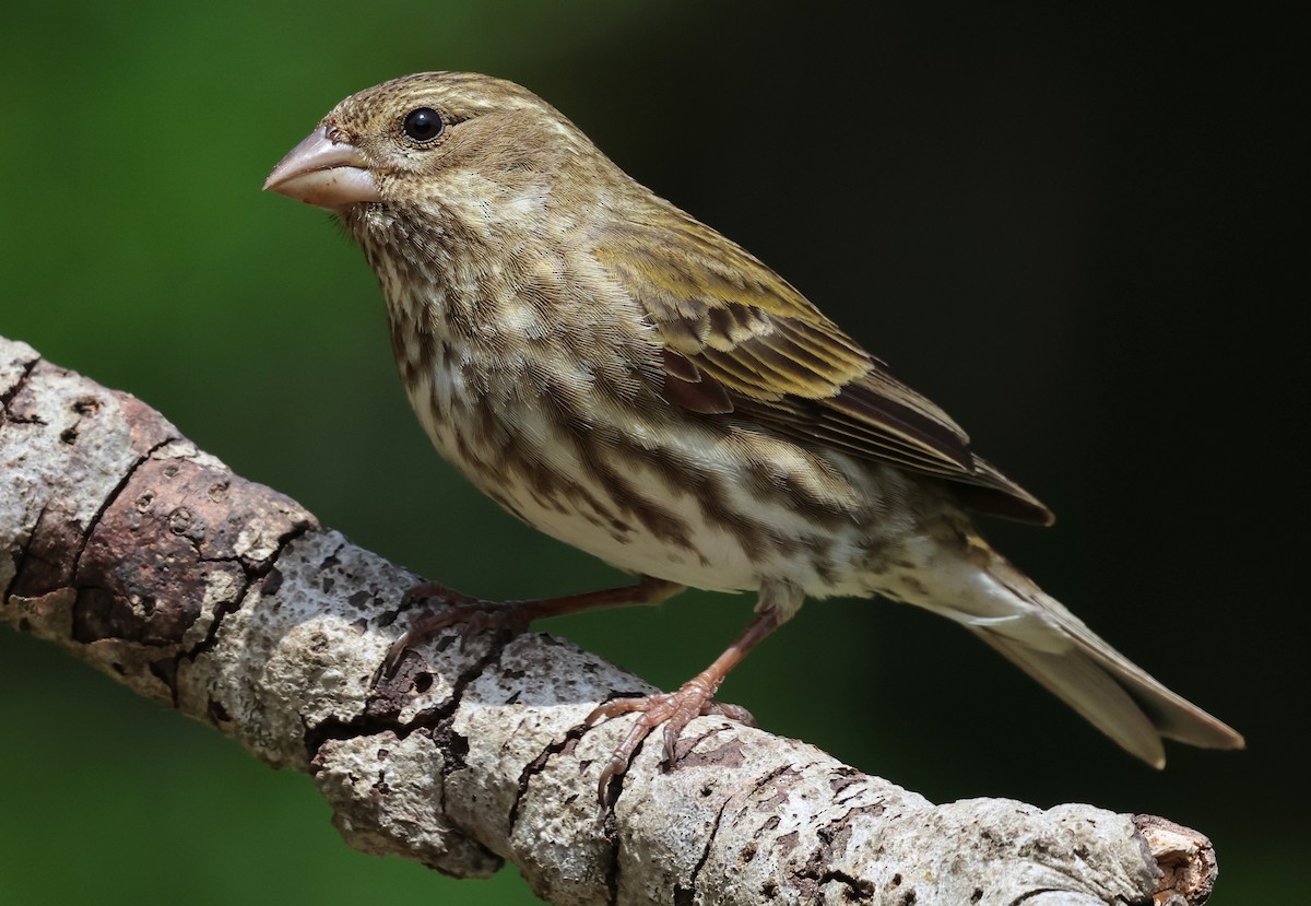 Purple Finch - ML657510246