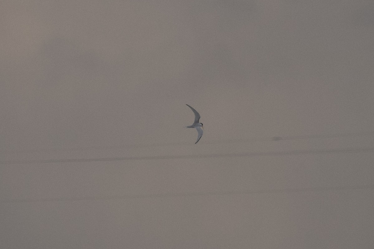 Least Tern - ML657510292