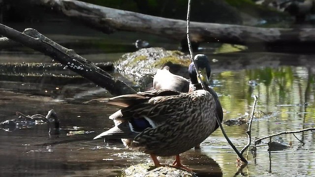Mallard - ML657510443