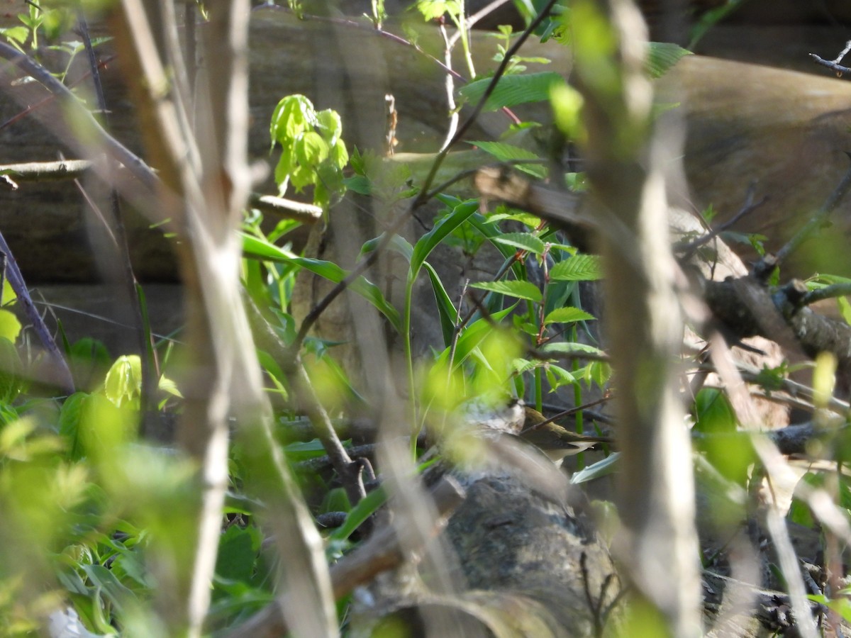 Hermit Thrush - ML657510545