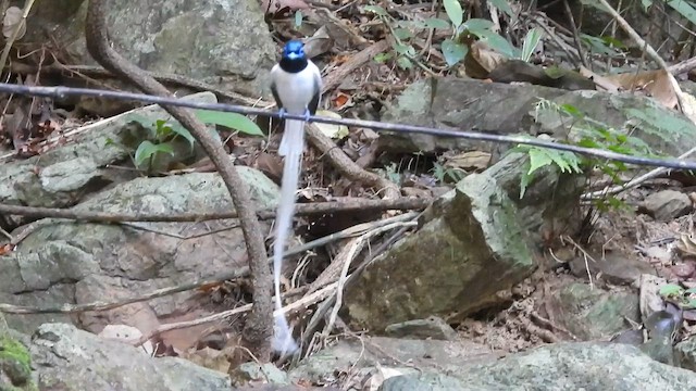 Blyth's Paradise-Flycatcher - ML657510555