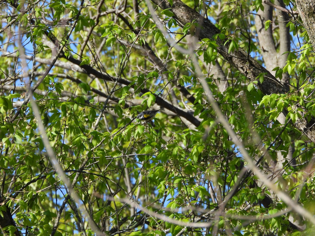 Yellow-rumped Warbler - ML657510609