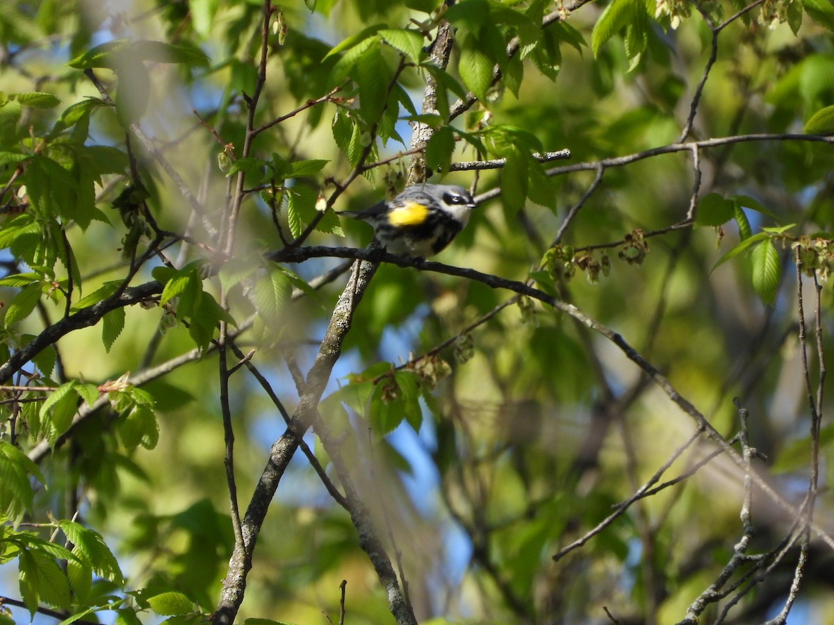 Yellow-rumped Warbler - ML657510620