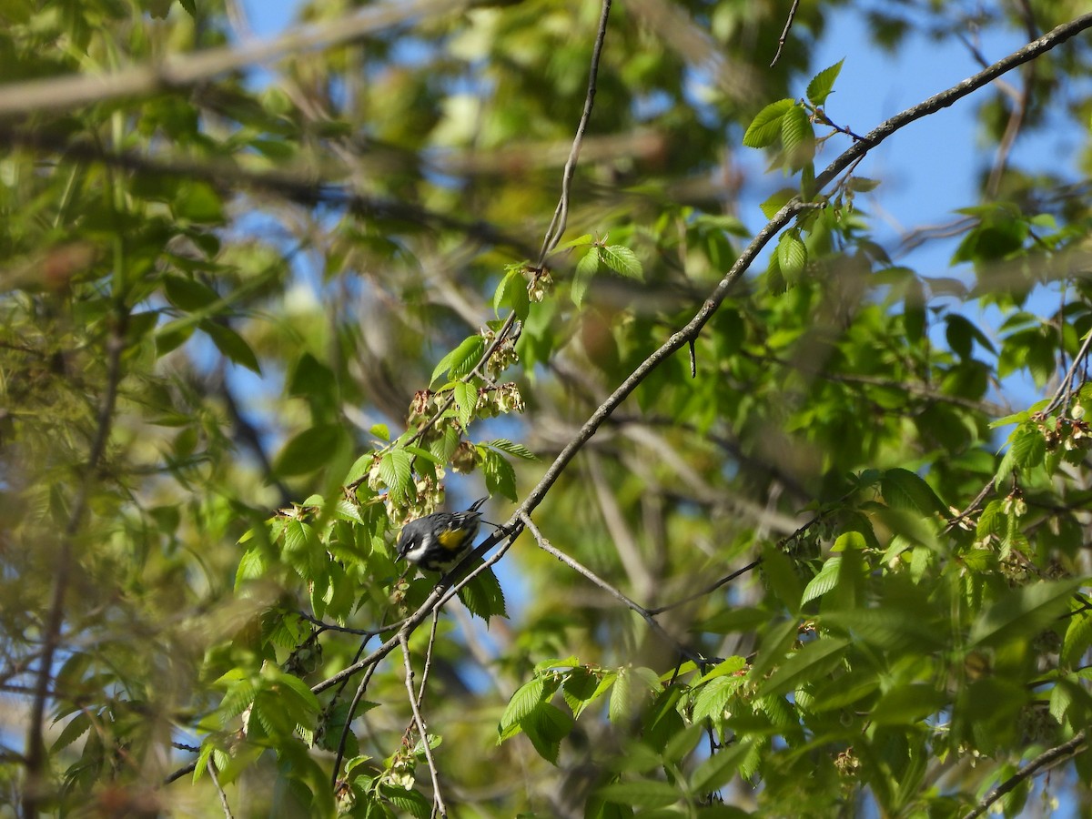 Yellow-rumped Warbler - ML657510623