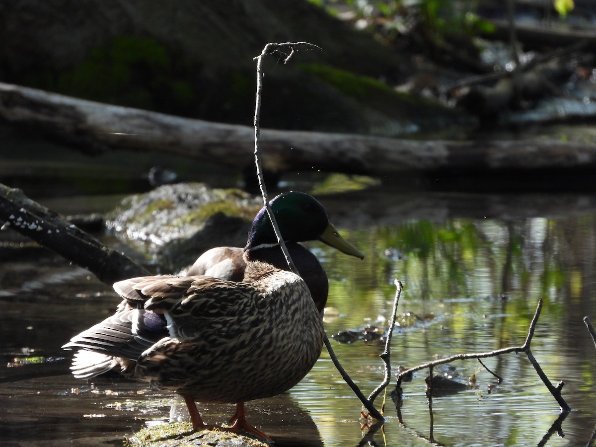 Mallard - ML657510635